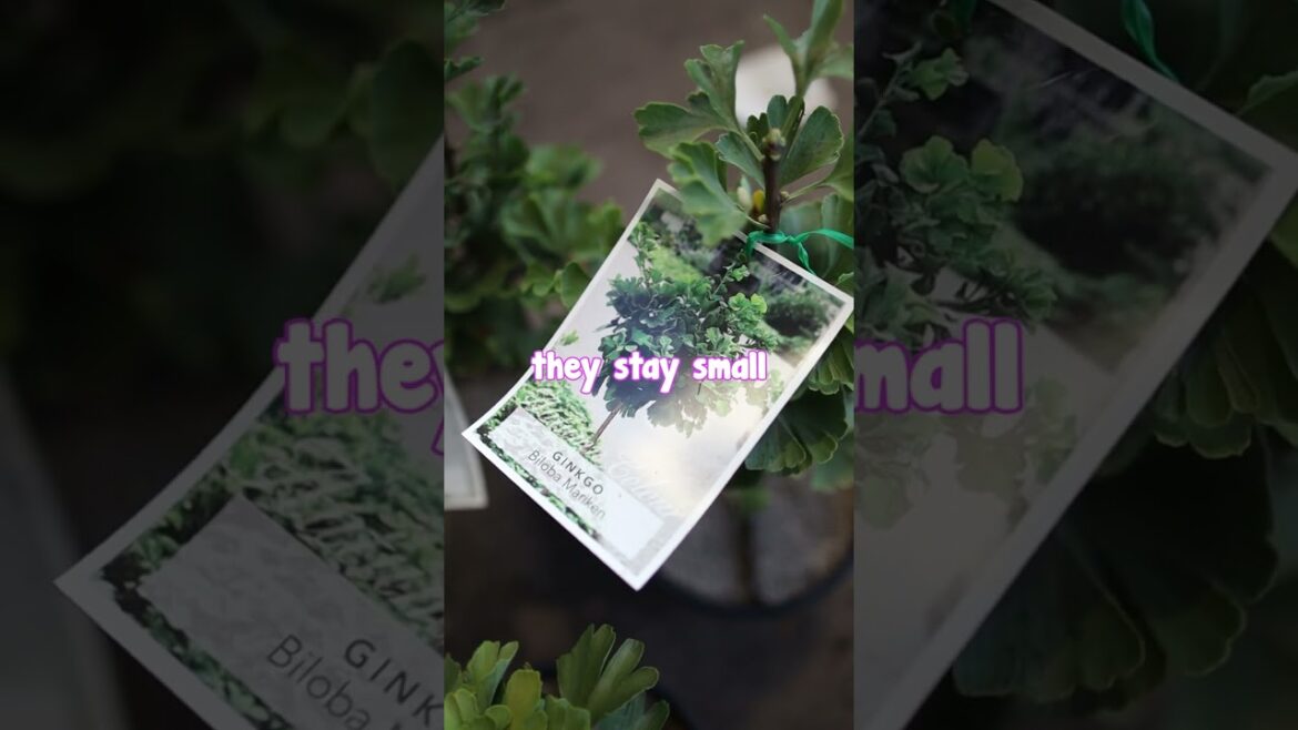 Can't Fit a Ginkgo in Your Garden? Try the Miniature Version! ✨