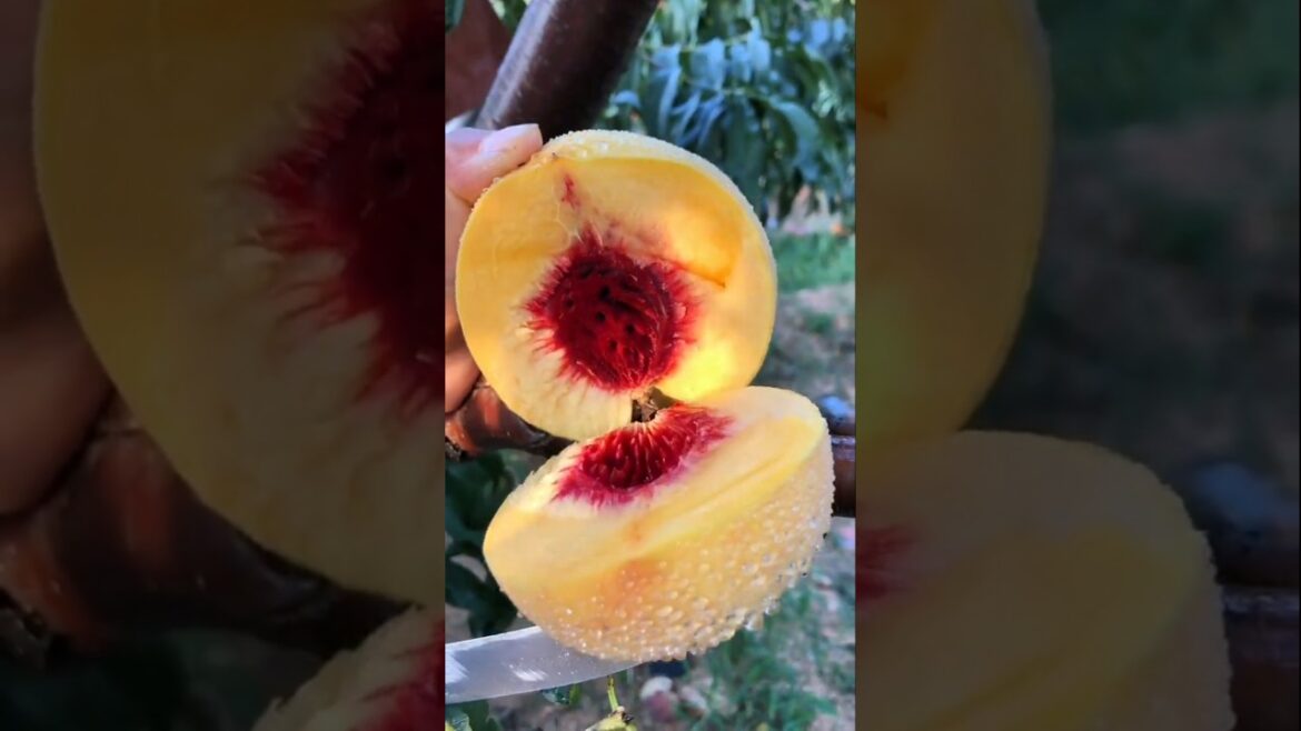 The Art of Fruit Cutting: Nature's Masterpiece