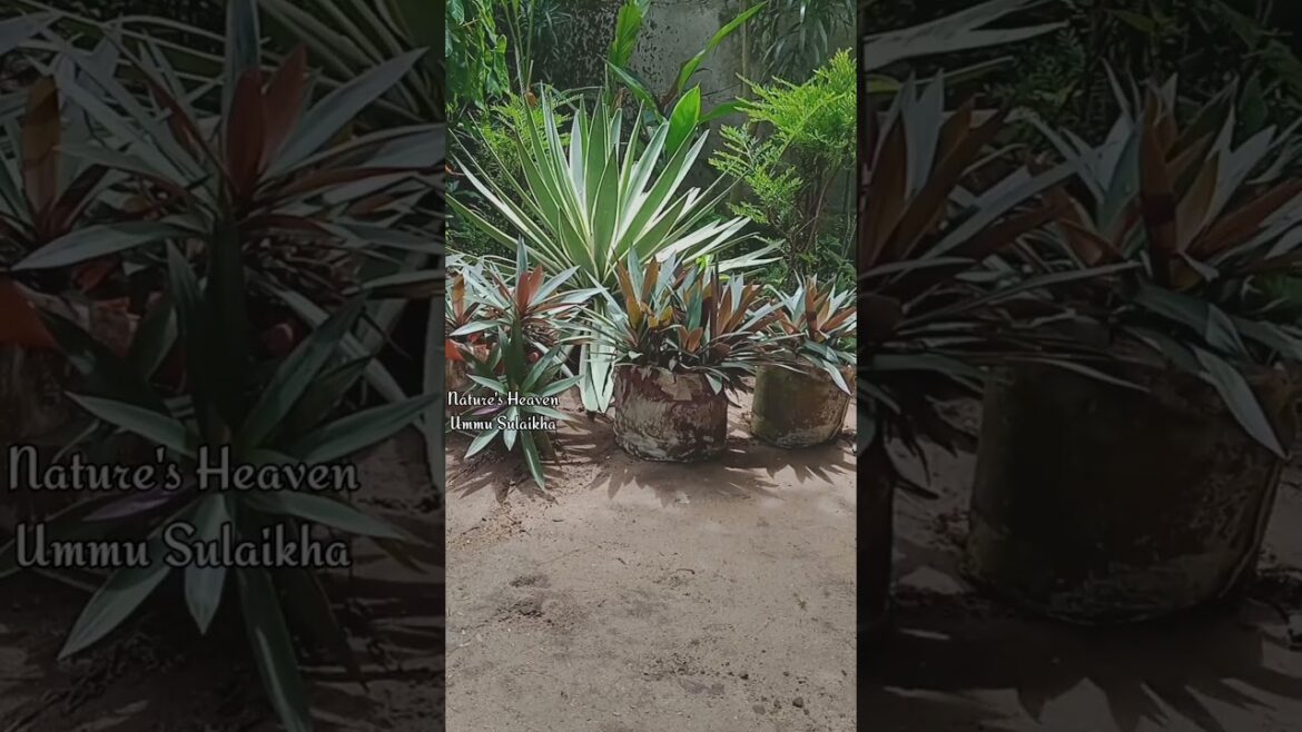 Agave variegated plant🤩#please_subscribe_my_channel #fypシ゚  #garden#plants#gardening#new #gardening