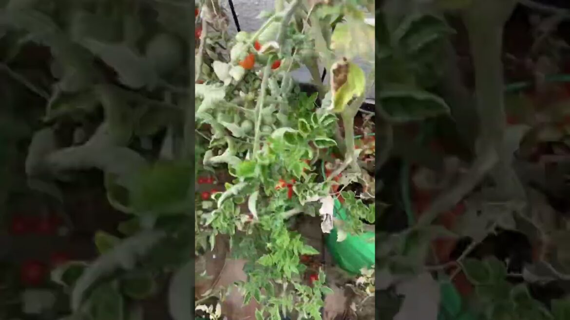 Morning routine: Organic vegetables harvesting #viral #shorts #ytshorts #trending #mygreenishnest