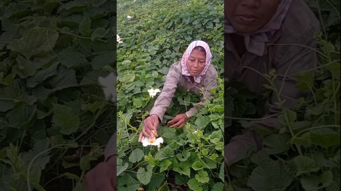 Hand Pollination in Teasel Gourd: Easy Trick for More Fruit  #shorts