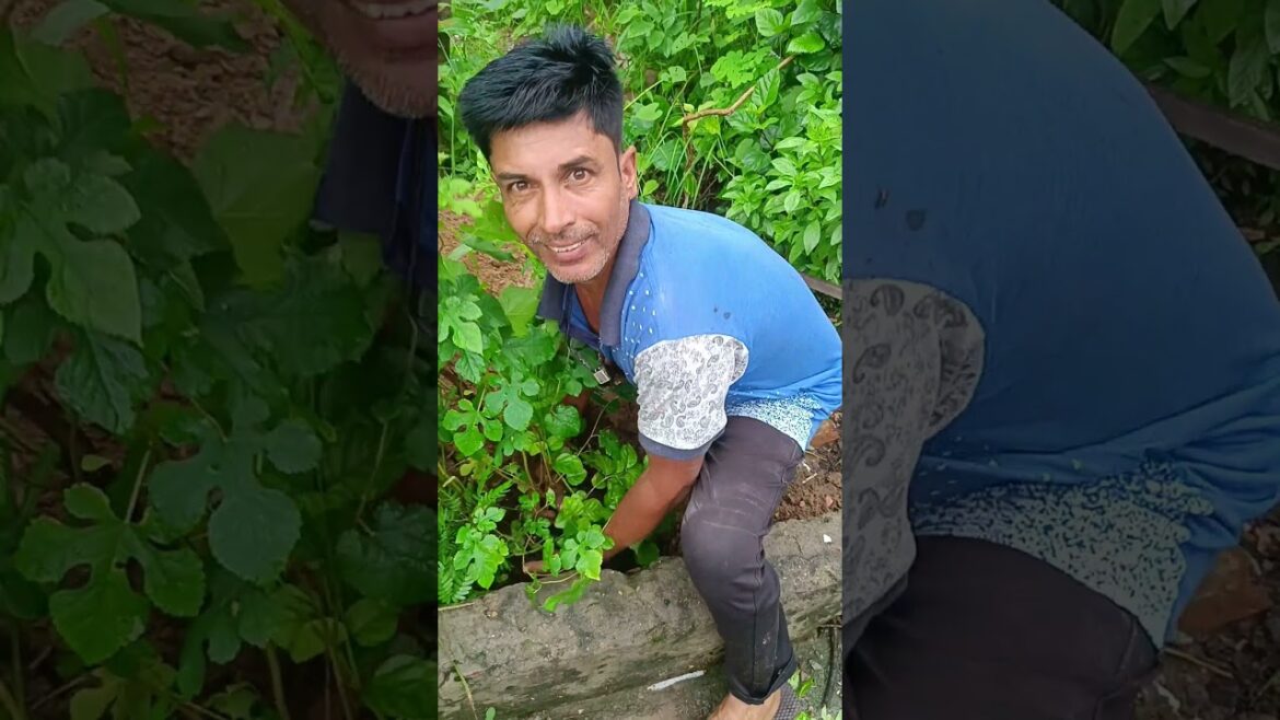 Plantation tree|Ghar me tree kese legay|#shorts Plantation tree|Ghar me tree kese legay|#shorts