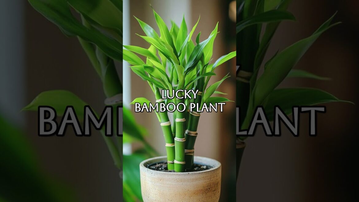 Top 10 Low maintenance plants for beginners in 2024 Top 10 Low maintenance plants for beginners in 2024