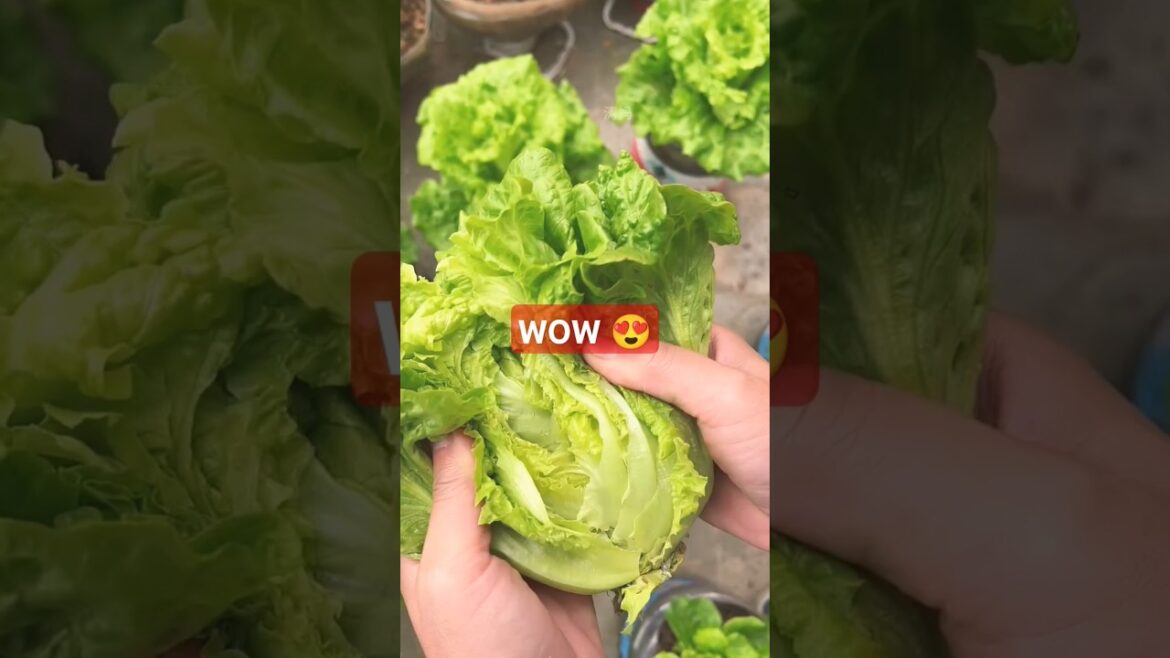 Wow nice garden design #shots #trending#youtube shorts