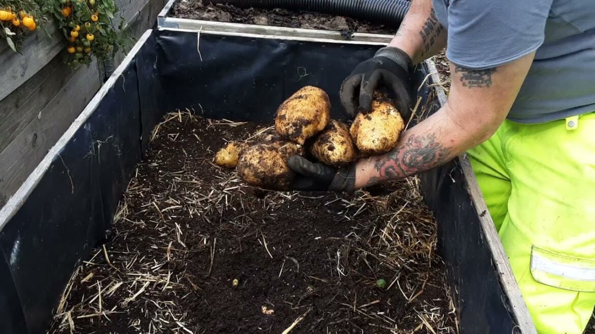 Giant Performer Potato Reveal For The Giant Vegetable Championships At The Malvern Autumn Show