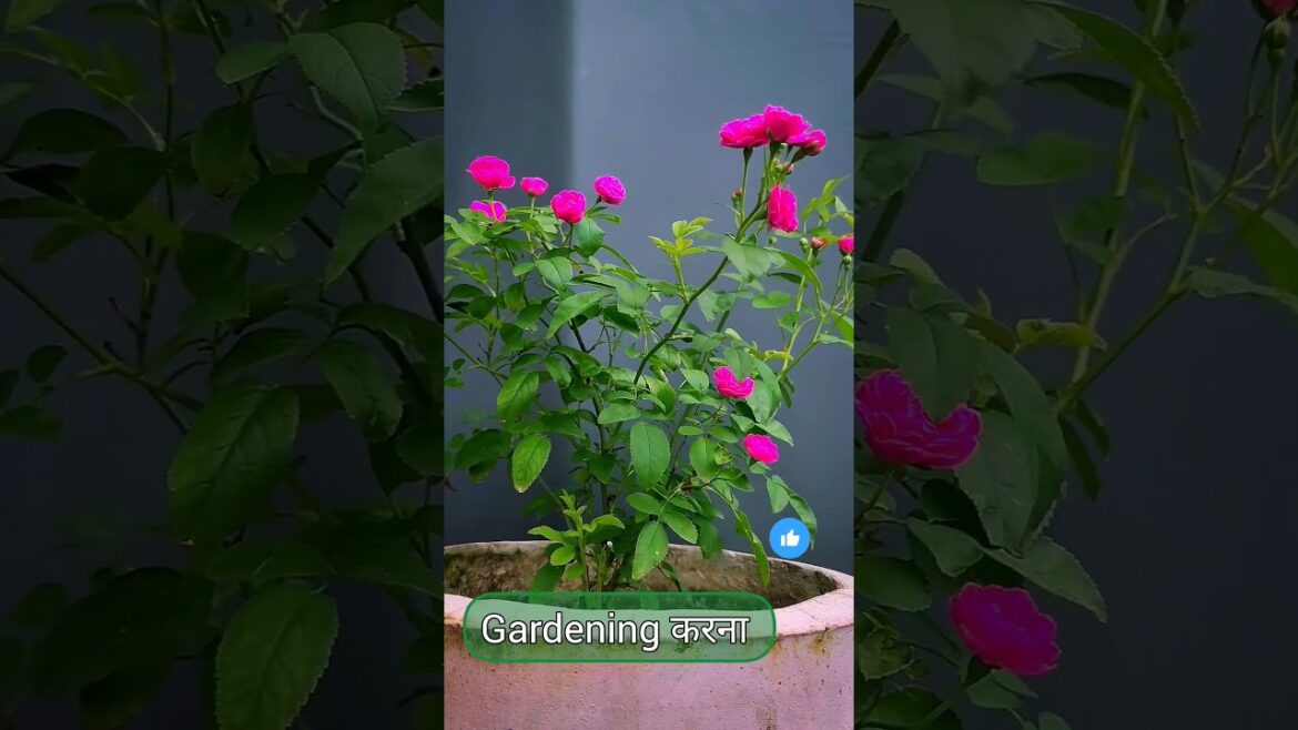 Tips For Rose Plant | How To Care Rose Plant #shortvideo #shorts #garden Tips For Rose Plant | How To Care Rose Plant #shortvideo #shorts #garden