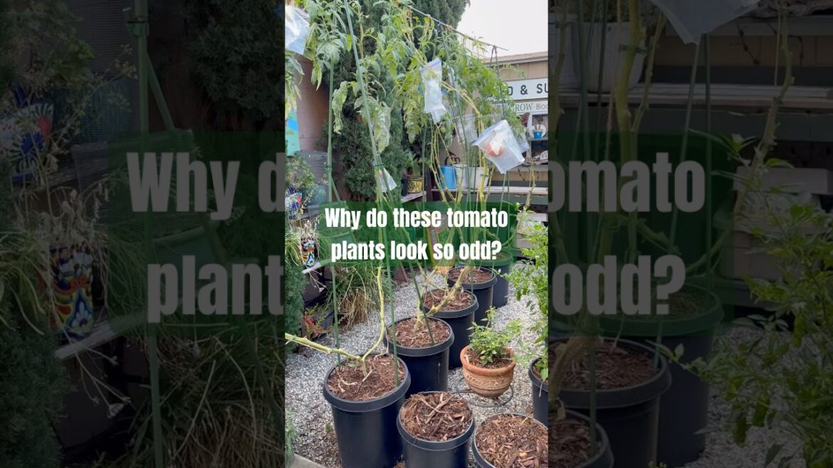 Extend tomato growing season | Container Vegetable Gardening Extend tomato growing season | Container Vegetable Gardening