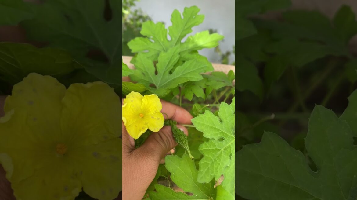 Daily life gardener by meimei / tips for growing/ enjoy with organic vegetable #shorts #gardening