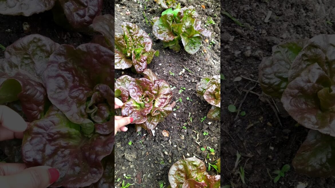 ๐ฅฌ#shorts- เด
เดเตเดเตเดเดณ เดคเตเดเตเดเดคเตเดคเดฟเตฝ เดจเดฟเดจเตเดจเตเด เดฒเตเดฑเตเดฑเดธเต เดตเดฟเดณเดตเตเดเตเดเตเดเดพเด! #lettuce #harvest from my kitchen #garden ๐ฅฌ#shorts- เด
เดเตเดเตเดเดณ เดคเตเดเตเดเดคเตเดคเดฟเตฝ เดจเดฟเดจเตเดจเตเด เดฒเตเดฑเตเดฑเดธเต เดตเดฟเดณเดตเตเดเตเดเตเดเดพเด! #lettuce #harvest from my kitchen #garden