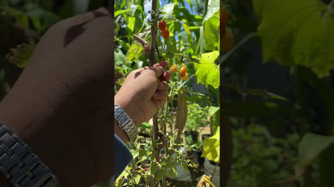 Daily life gardener by meimei / tips for growing/ enjoy with organic vegetable #shorts #gardening