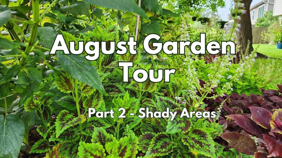 August 2024 Backyard Garden Tour | Shade areas | #pollinatorgarden 🦋🐛 | Texas Gulf Coast Zone 9b