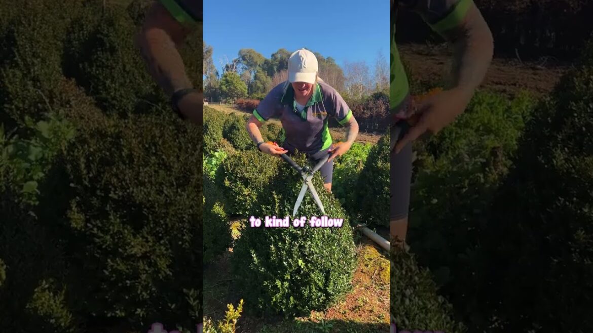 The Best Guide on How to Trim an English Box Cone. The Best Guide on How to Trim an English Box Cone.