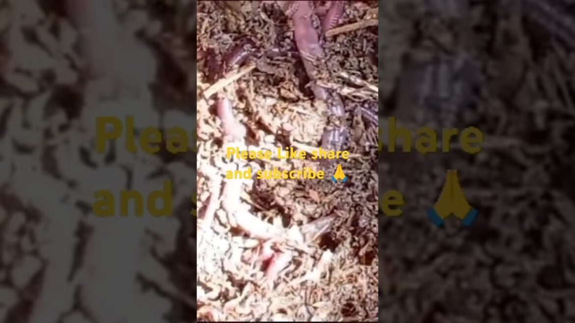We Made Compost Using Only Earthworm 🪱🪱#shortsfeed #gardening#nature