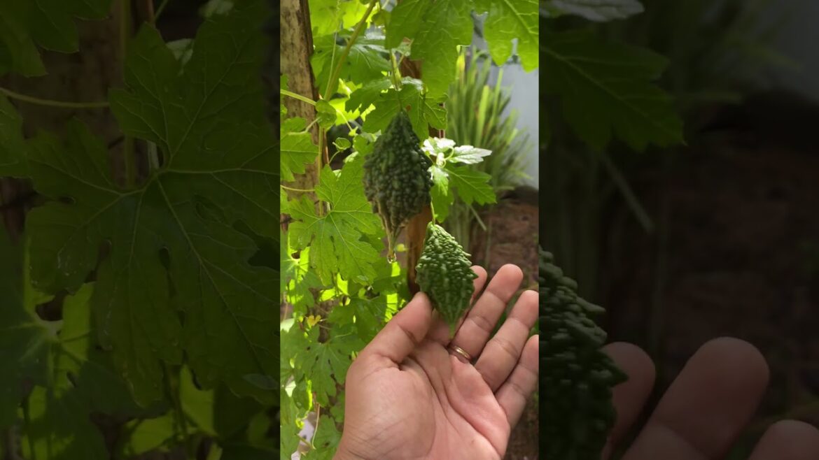 Daily life gardener by meimei / tips for growing/ enjoy with organic vegetable #shorts #gardening