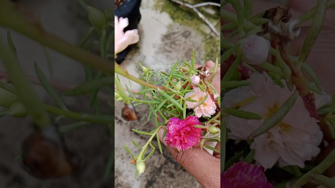 Water Gardening : Growing Portulaca Without Soil 💦#shorts#gardening #portulaca #viralshort Water Gardening : Growing Portulaca Without Soil 💦#shorts#gardening #portulaca #viralshort