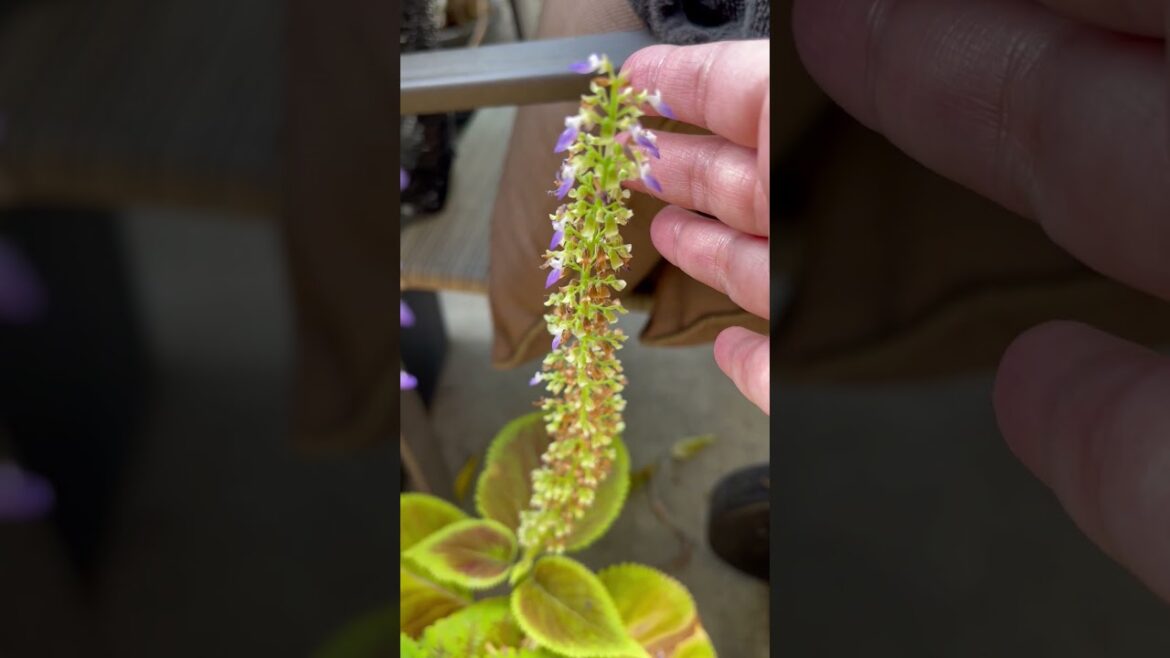 Garden Update Jade Plants Coleus Flowera Tomato Plants #shorts #containergardening