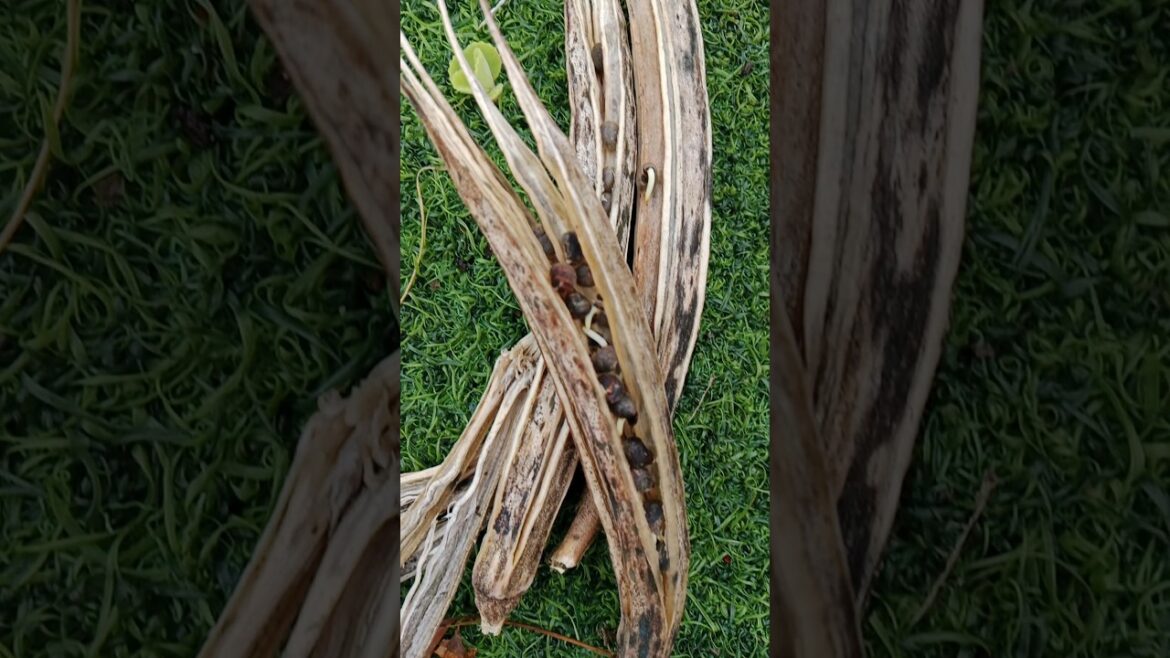 Gardening tips #seeds#nature #okara #shorts#gardening#viralshort