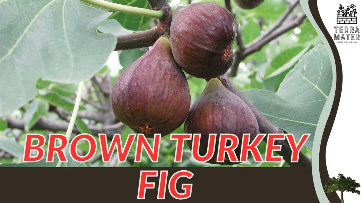 BROWN TURKEY FIG: Growing Tips and Benefits for Your Garden (Ficus carica ‘Brown Turkey’) BROWN TURKEY FIG: Growing Tips and Benefits for Your Garden (Ficus carica 'Brown Turkey')