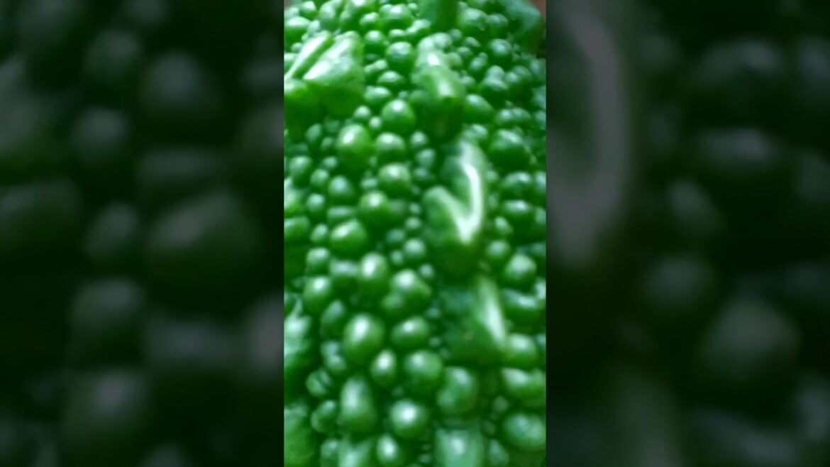 Bitter gourd/Growing Bitter Gourd/organic gardening Harvesting#shorts#vegetable#youtubeshorts#viral