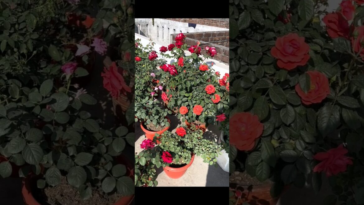 Rose flowers plans | diffrent types of rose | #Rose #garden