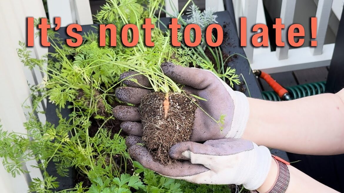 Planting an Edible Container Garden Step-by-Step