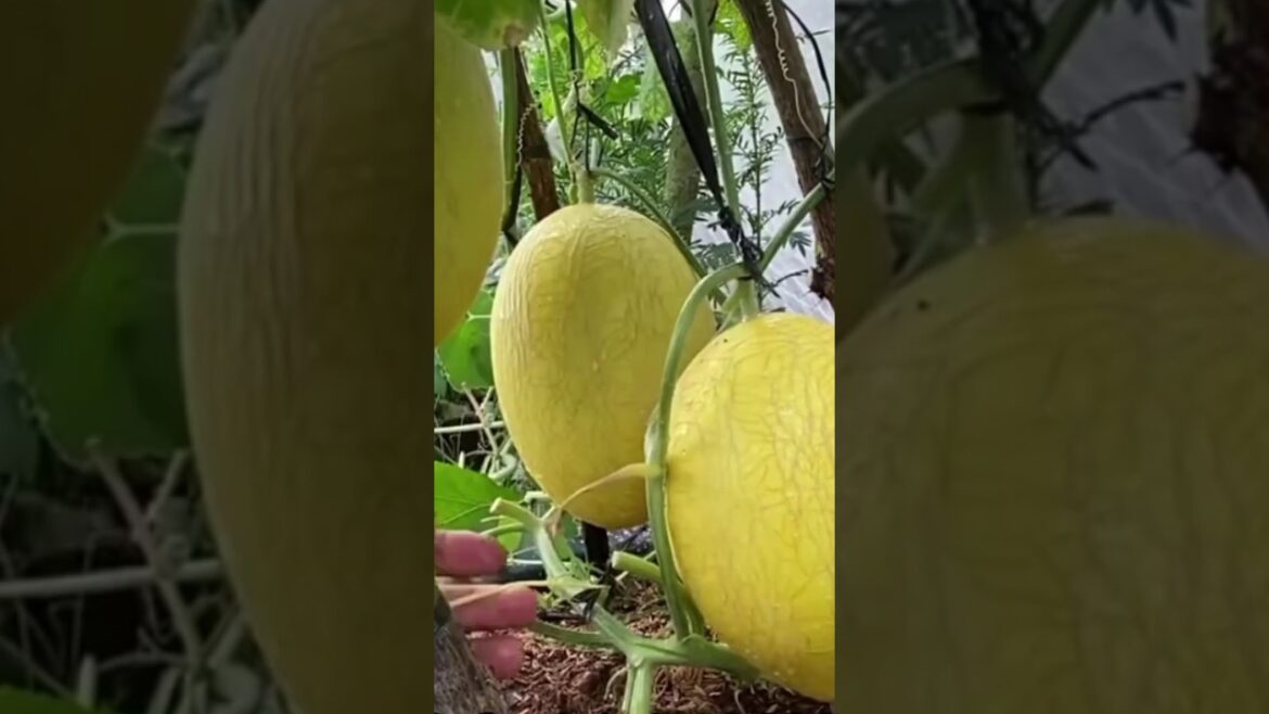 Grow Cucumber Trees FAST! 🌱 Planting and Growing from Shoots! 🥒 #garden #gardening #growonething