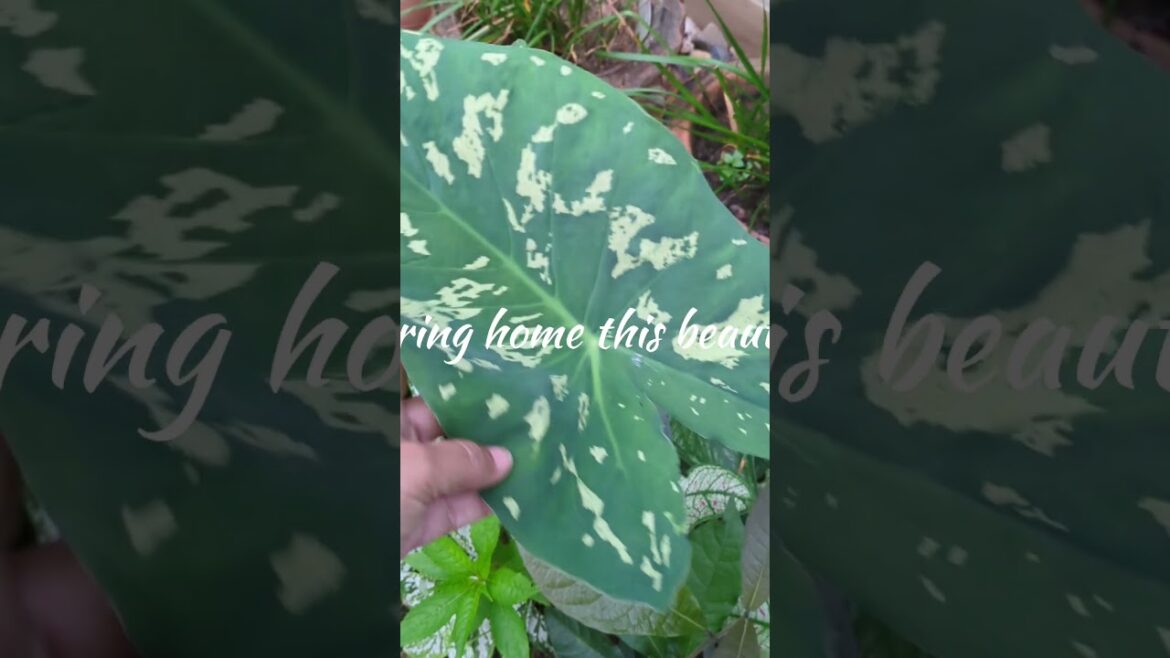 Alocasia hilo beauty#rareplants #gardening #alocasiaplant Alocasia hilo beauty#rareplants #gardening #alocasiaplant