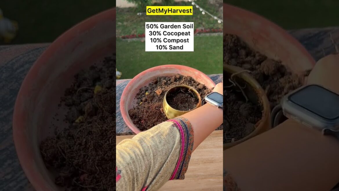 Kya sirf Cocopeat mein plant uga sakte hain? | How to use cocopeat #shorts