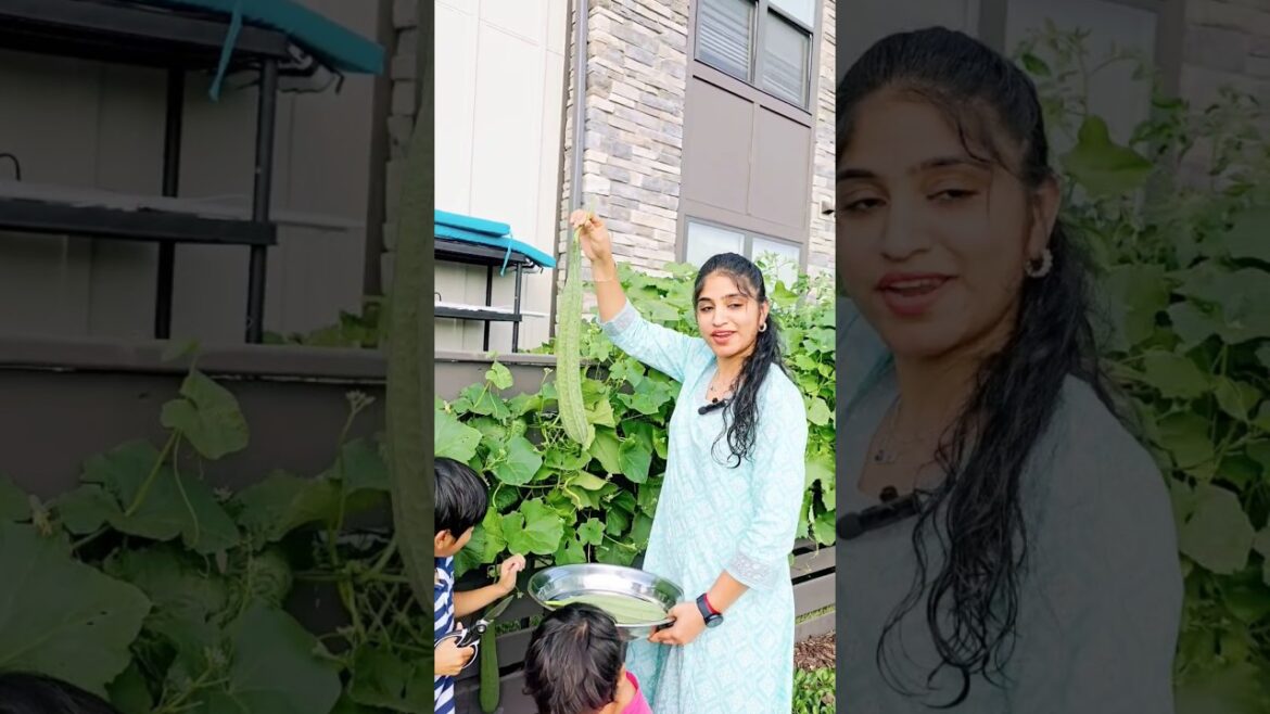 అమెరికా లో బీరకాయలు  పండించాము  part2 #shorts #usavlogstelugu #farming #foryou #trending