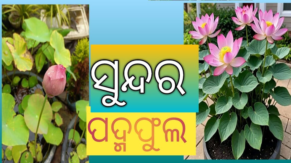 ପଦ୍ମଫୁଲ #beautiful #lotus #flowers #home #garden #plants #desi #india #ideas #tips #shorts #video