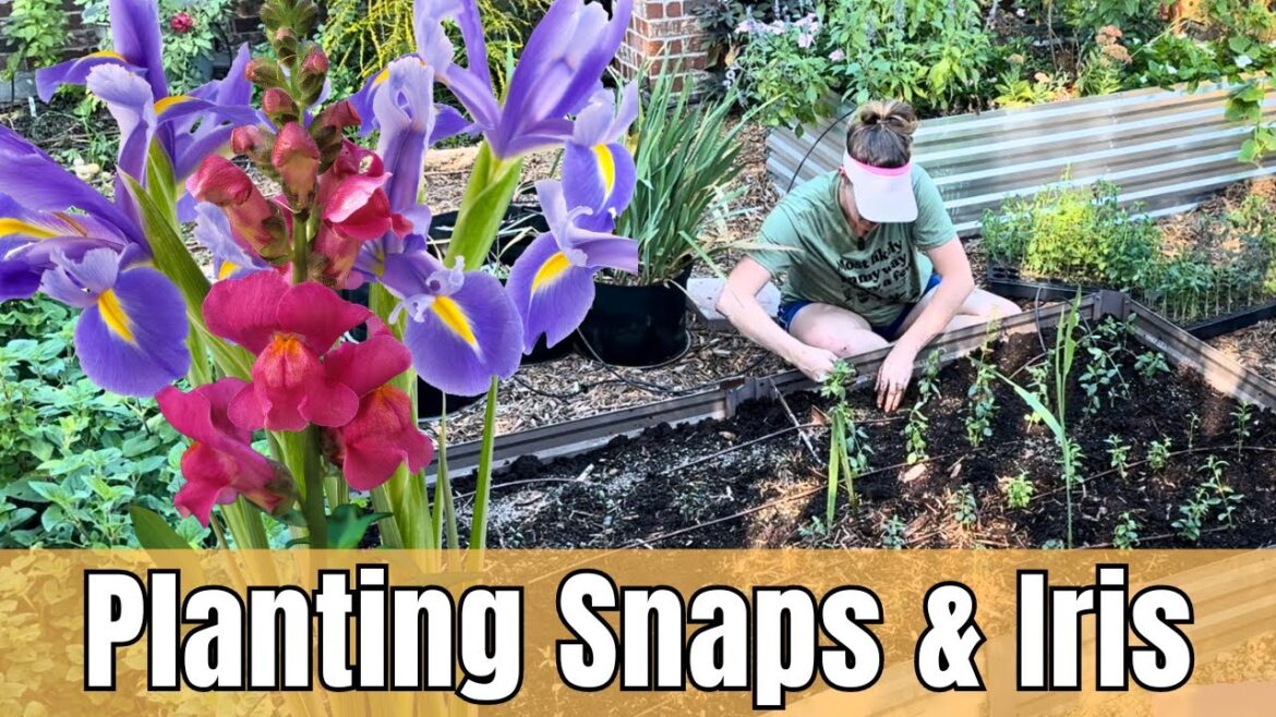 🍁 Fall Garden Cleanup: Revitalize Summer Beds & Plant Snapdragons & Iris For Spring Blooms
