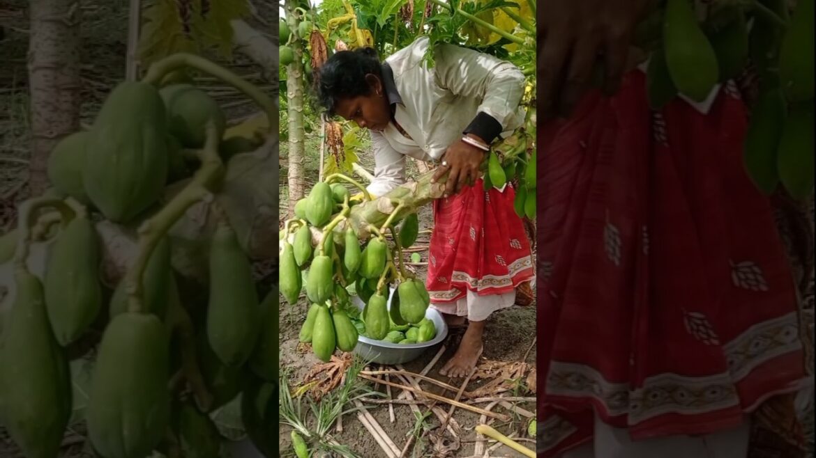 Green Papaya Picking: Fresh from the Tree! 🍃 #shorts Green Papaya Picking: Fresh from the Tree! 🍃 #shorts