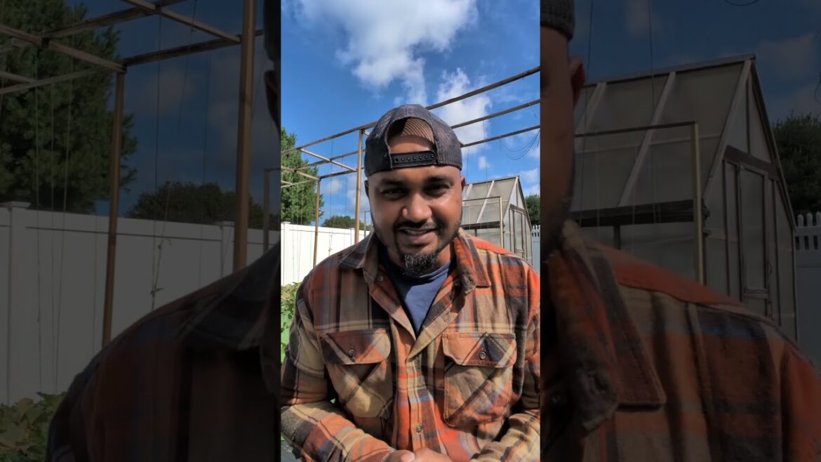 Why I started To Grow My Own Food At Home ! 60k Subscribers ! 🙏🏾🌱#thankyou #garden #gardening