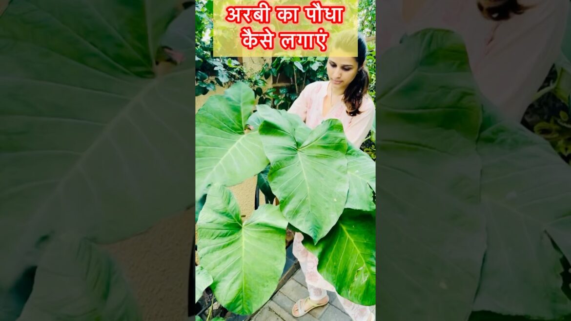 अरबी का पौधा कैसे लगाया जाता है? ||Arbi Plant Propagation || #plants #garden