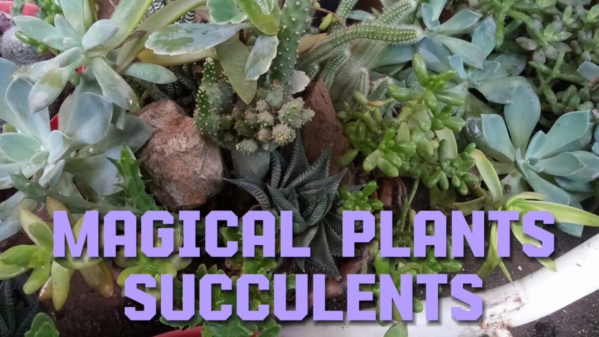 Magical Plants Giving Beautiful Display Throughout The Year | Garden Tips #viralvideo #video #nature