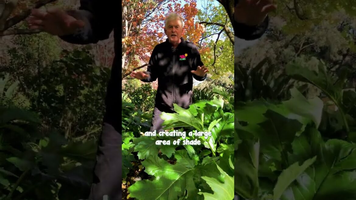 Oyster Plant is Perfect for Adding Lush Greenness to a Large Shaded Area Oyster Plant is Perfect for Adding Lush Greenness to a Large Shaded Area
