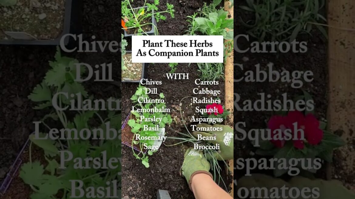 Herbs are the best plants - change my mind! Tasty and sooo helpful as companions!  #garden #herbs