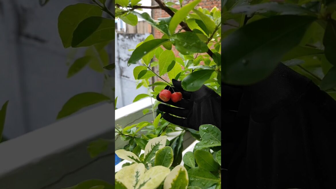 Cherry plant at home#Container gardening fruit trees#plant
