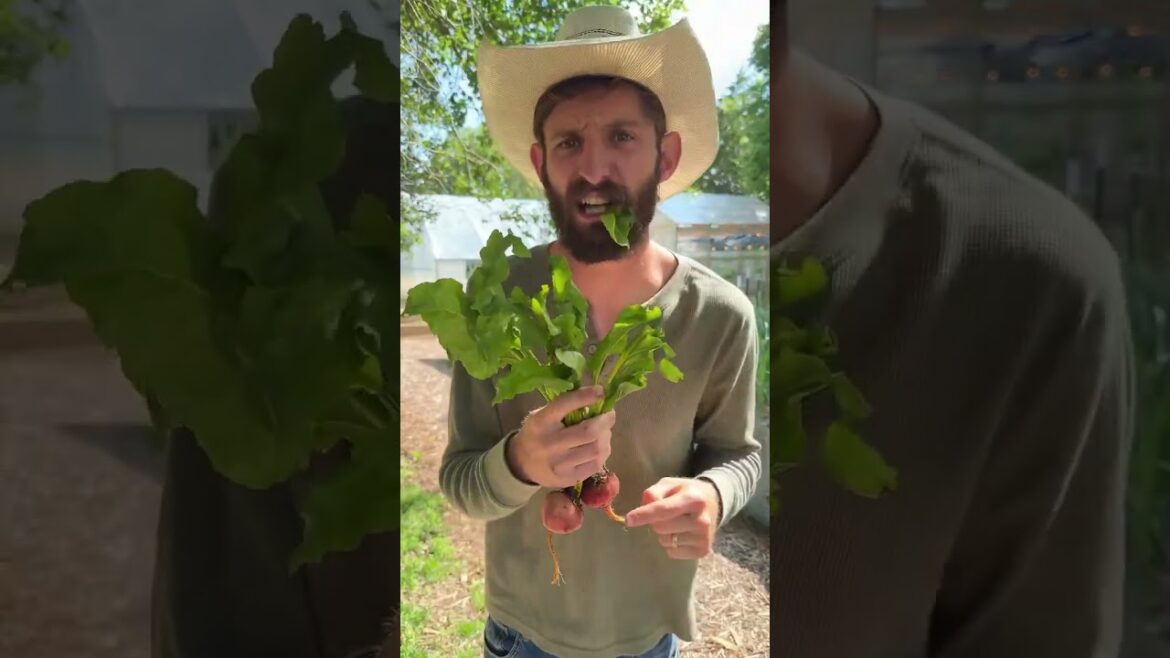 Don’t Toss These Leaves! 5 Plants with Valuable Leaves for Cooking Don't Toss These Leaves! 5 Plants with Valuable Leaves for Cooking