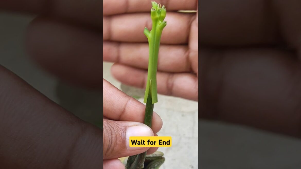 V shape grafting of mango plant, how to graft an mango plant #shorts #grafting #viral #farming
