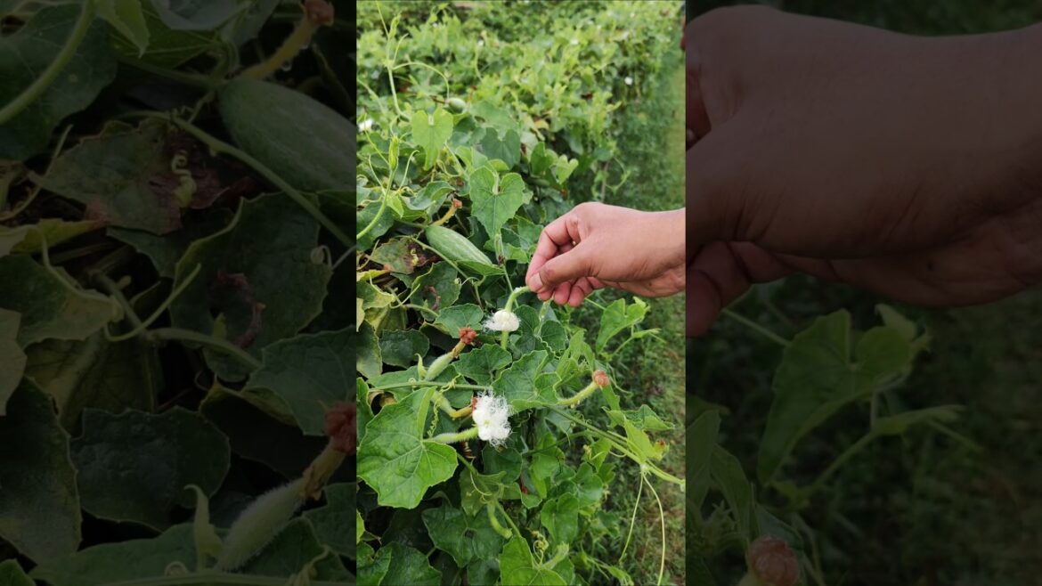 Artificial Pollination in Pointed Gourd Field #shorts #short #shortvideo Artificial Pollination in Pointed Gourd Field #shorts #short #shortvideo
