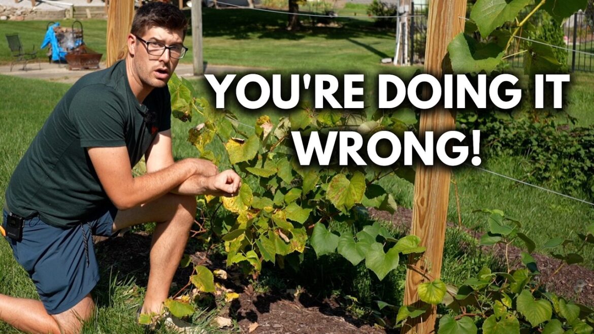 MIgardener: Complete Guide to Pruning Grapes The Correct Way Complete Guide to Pruning Grapes The Correct Way