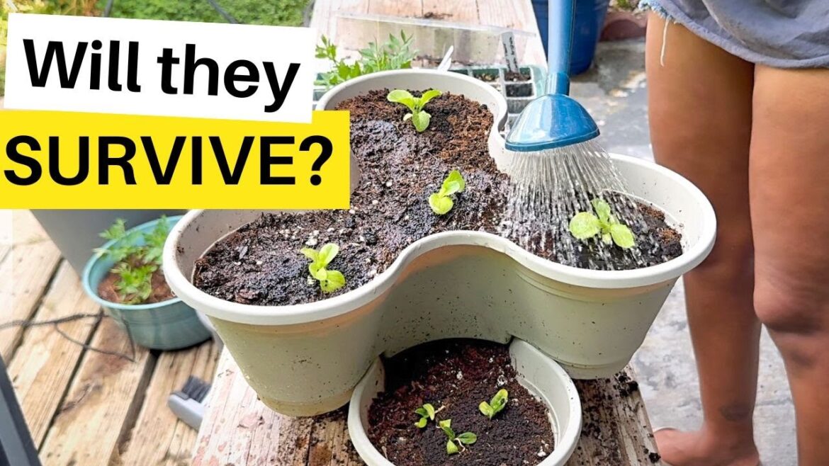 Container Gardening in DOLLAR TREE Planters! Will they Survive?🥬😃