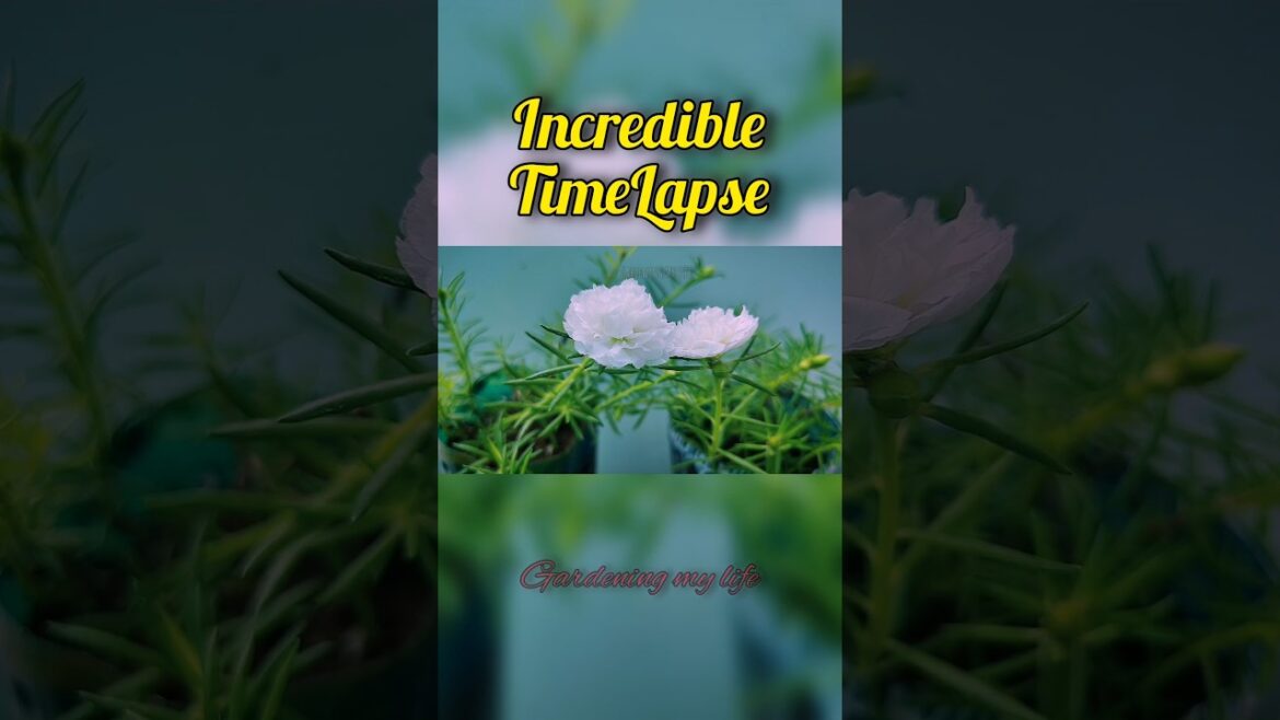 How to Blooming Flower | Incredible Time Lapse#shorts #Gardening #Tips #shortvideo How to Blooming Flower | Incredible Time Lapse#shorts #Gardening #Tips #shortvideo