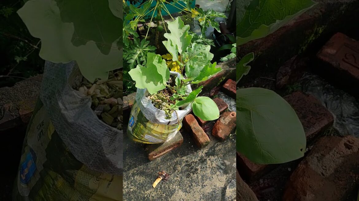 Eggplant 🍆🍆#gardening #viral reels  #gardening tips #plants ##viral shorts #shorts