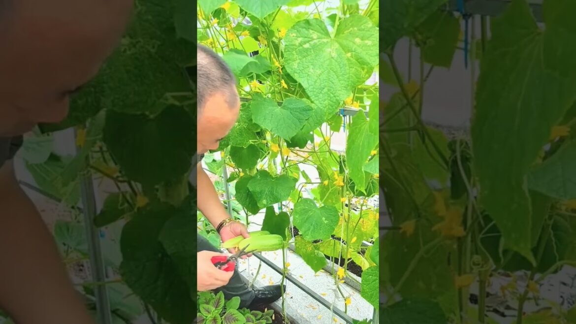 Home vegetable garden and collection#shots #youtubeshorts