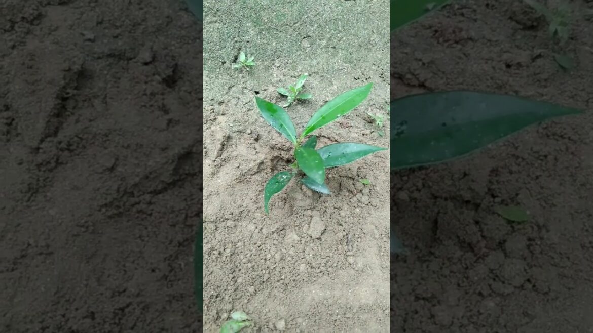 Planting #garden #aloveraplant #imliplant #nature #trending #shorts #plants #seeds #propogation #sr Planting #garden #aloveraplant #imliplant #nature #trending #shorts #plants #seeds #propogation #sr