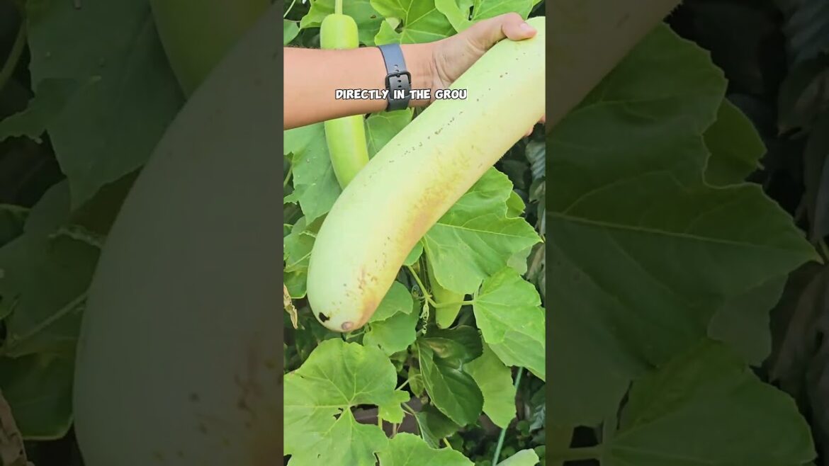 Harvesting Bottle Gourds (Lauki): Late Summer to Fall Gardening Tips!