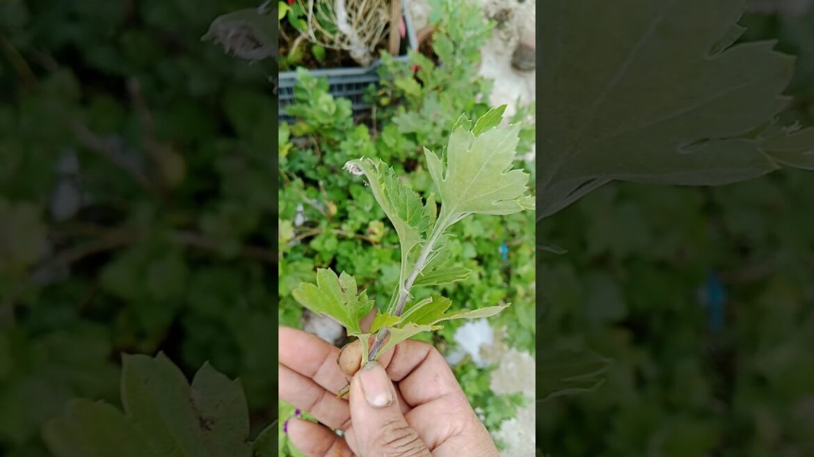 Guldaudi की cutting कैसे लगाये#shorts#gardening#gardeningtips #yt