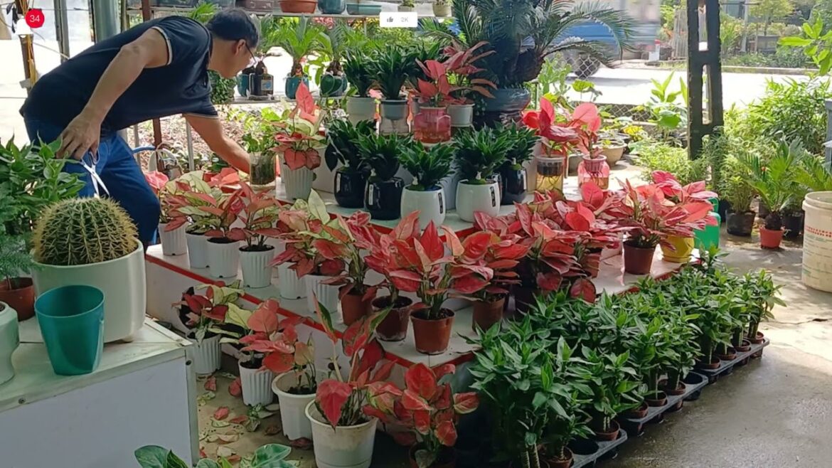 Arrange, Trim, Decorate Beautiful Potted Plants – Garden Design Arrange, Trim, Decorate Beautiful Potted Plants - Garden Design